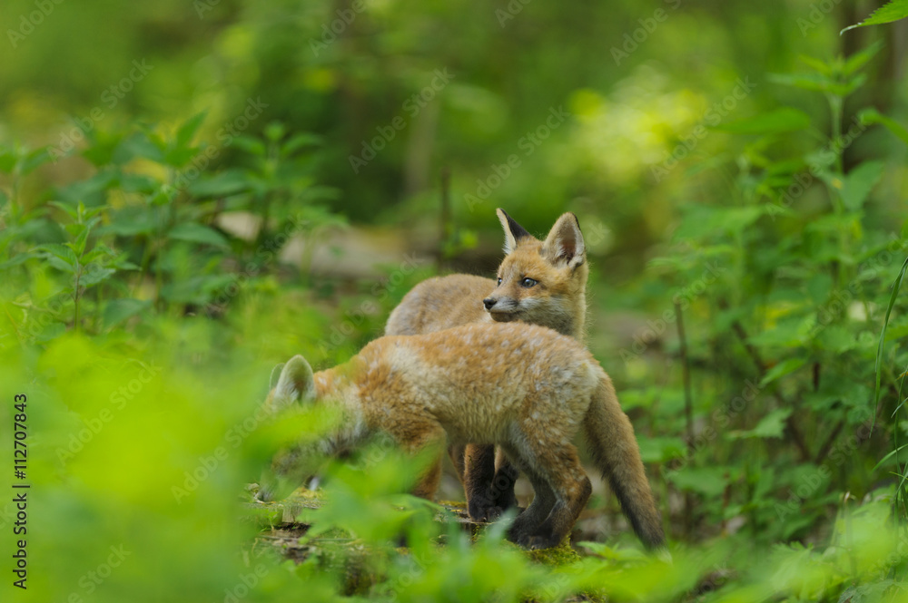 Fototapeta premium fox young fox kit 