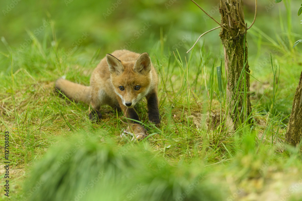 Obraz premium fox young fox kit 