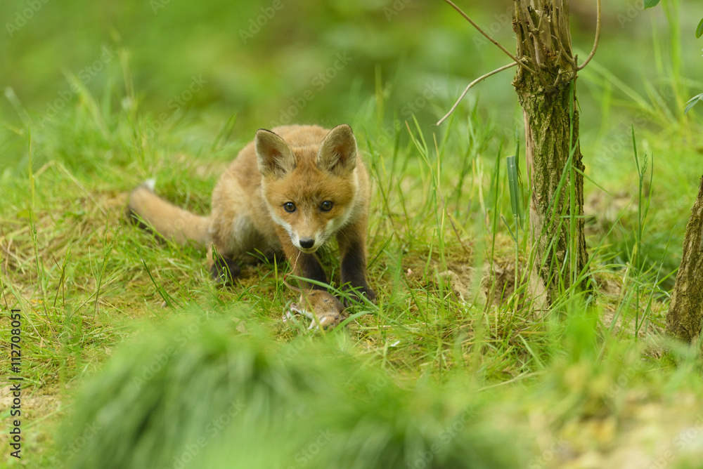 Fototapeta premium fox young fox kit 