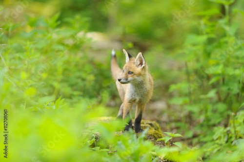 fox young fox kit 