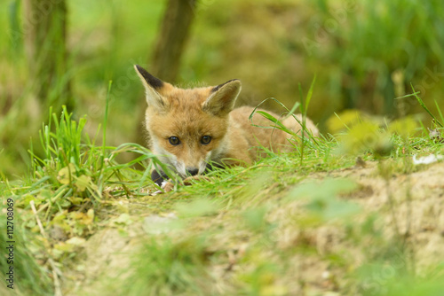 fox young fox kit 