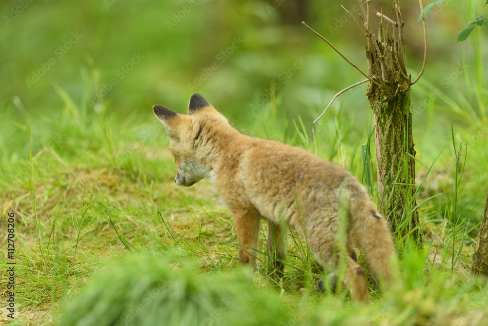 Fototapeta premium Rotfuchs Nachwuchs - fox
