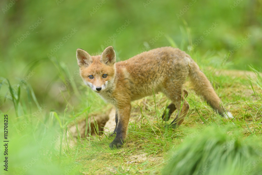 Rotfuchs Nachwuchs - fox 