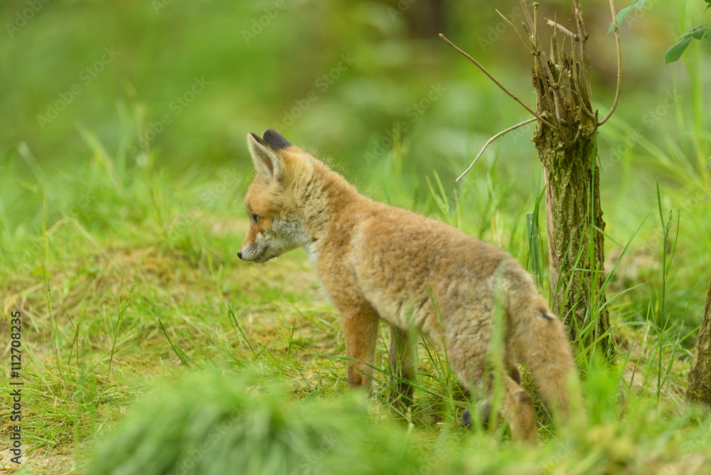 Obraz premium Rotfuchs Nachwuchs - fox