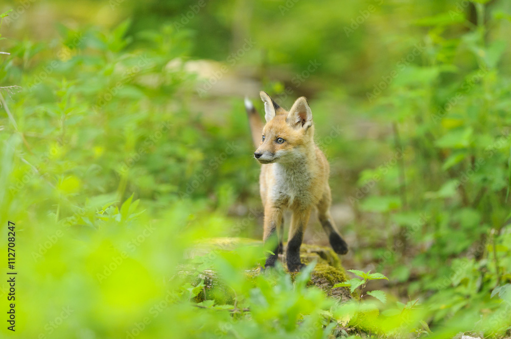 Rotfuchs Nachwuchs - fox Rotfuchs Nachwuchs - fox