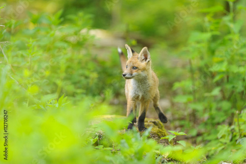 Rotfuchs Nachwuchs - fox  © artepicturas
