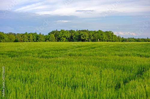 green wheat field and cloudy sky © aldorado