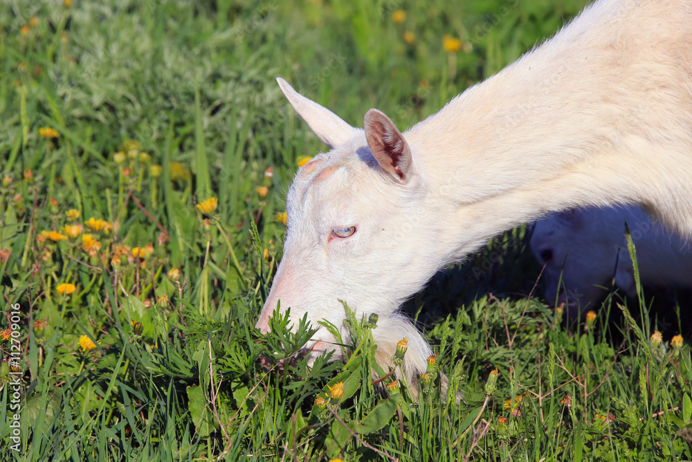 Goat with kids on a meadow Goat with kids on a meadow