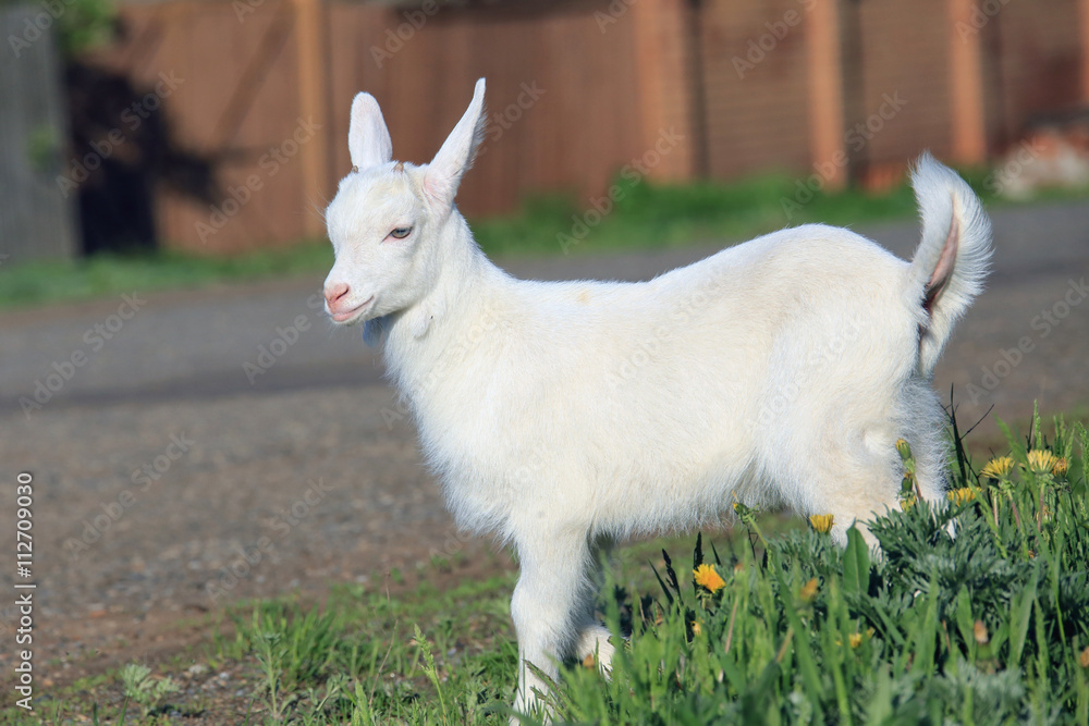 Fototapeta premium goatling on a meadow