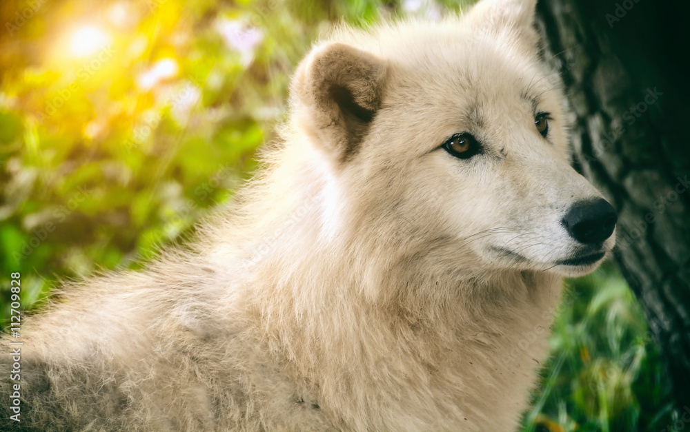 White wolf in the forest White wolf in the forest