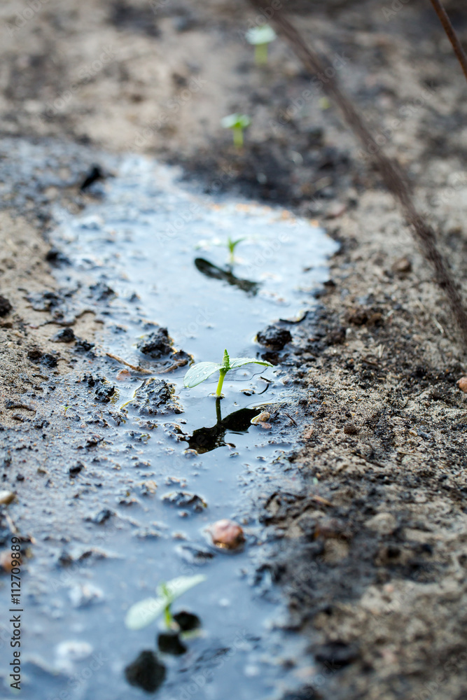 Watering the soil of young plant in garden. Watering the soil of young plant in garden.