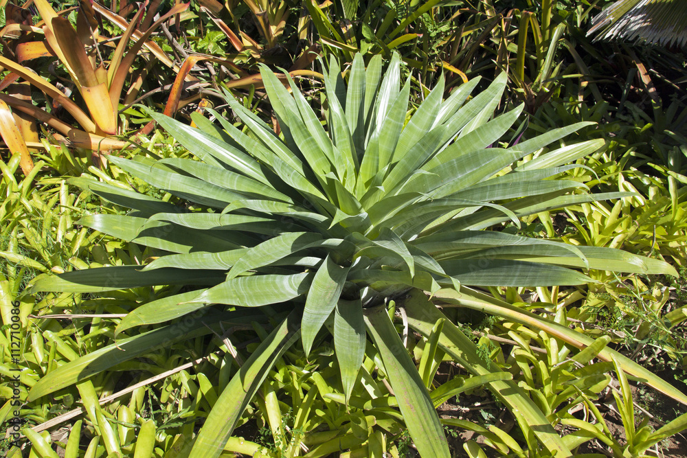 Obraz premium Succulent Green Plant in Natural enviorment