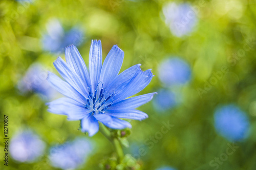Macro Blue flower on blur background