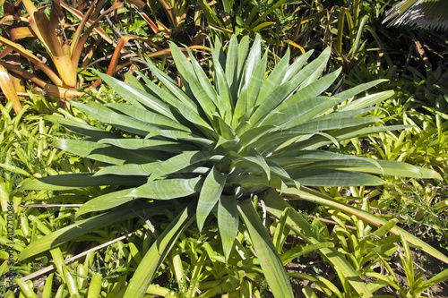  Succulent Green Plant in Natural enviorment