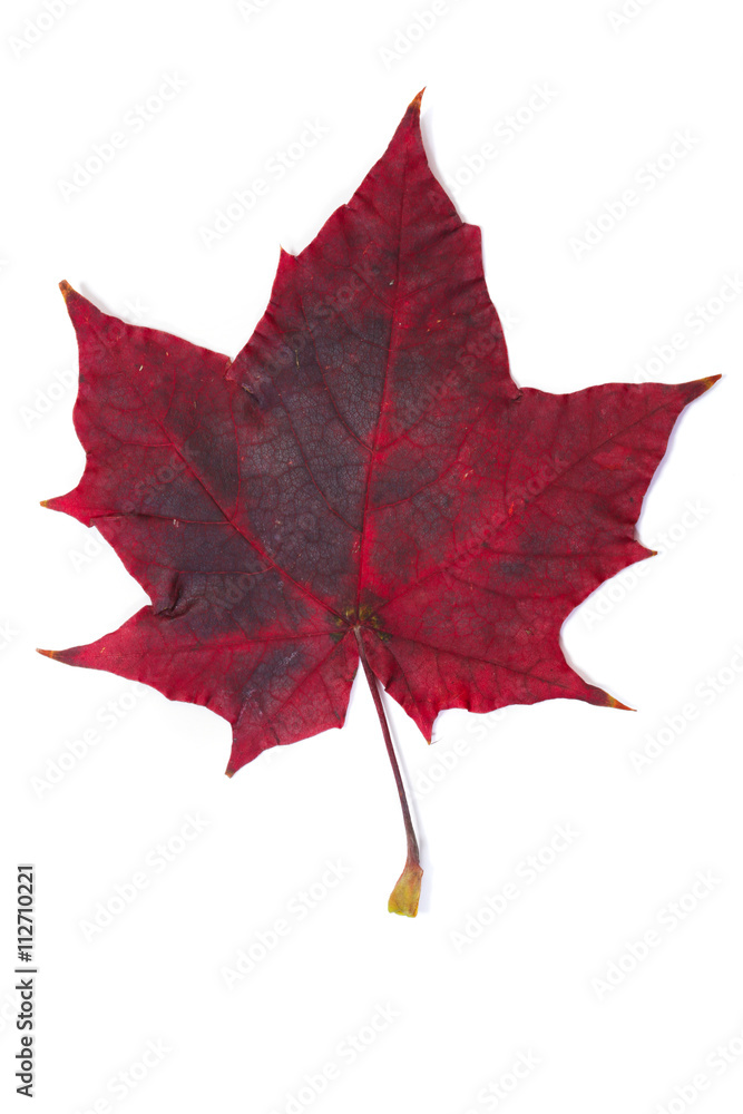 Naklejka premium colorful autumn leaves on a white background