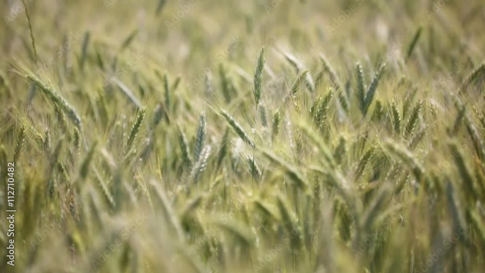 blur in italy abstract background of cereal plant move by the wind . blur in italy abstract background of cereal plant move by the wind .