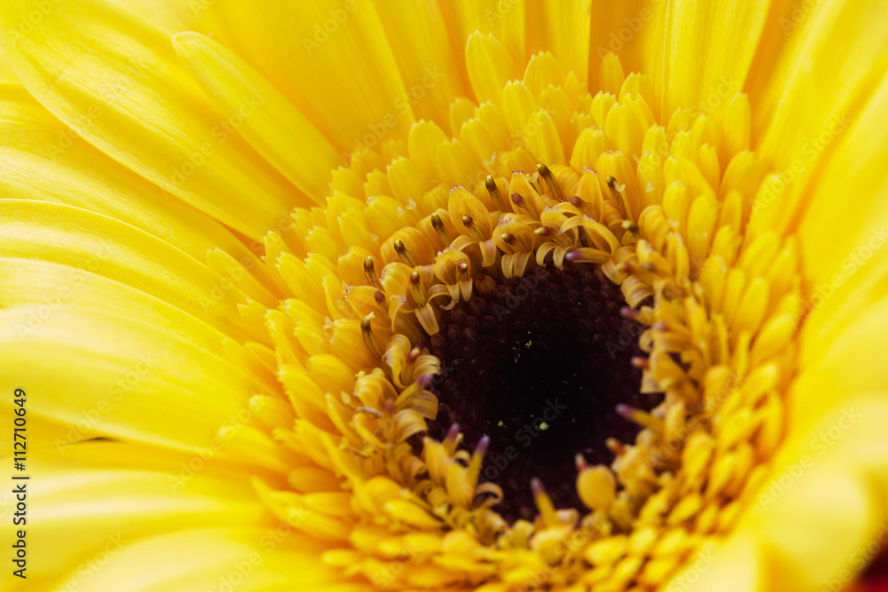 Close up of a yellow gerbera daisy Close up of a yellow gerbera daisy