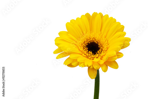 Yellow Gerbera daisy against a white bckground