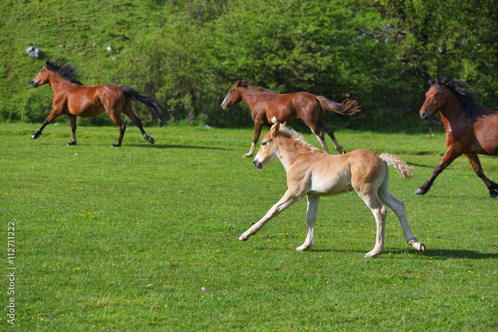 Little foal running on a green grass field with flowers and other horses Little foal running on a green grass field with flowers and other horses