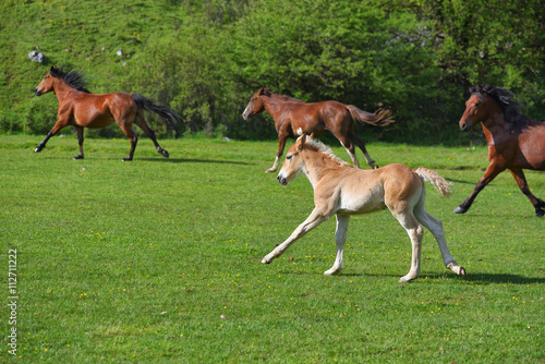Little foal running on a green grass field with flowers and other horses © Daniel CHETRONI