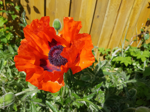 Tuerkischer, Mohn, Papaver, orientale photo