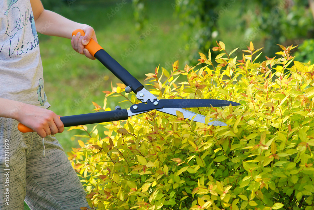Fototapeta premium Shrub meadowsweet trimming
