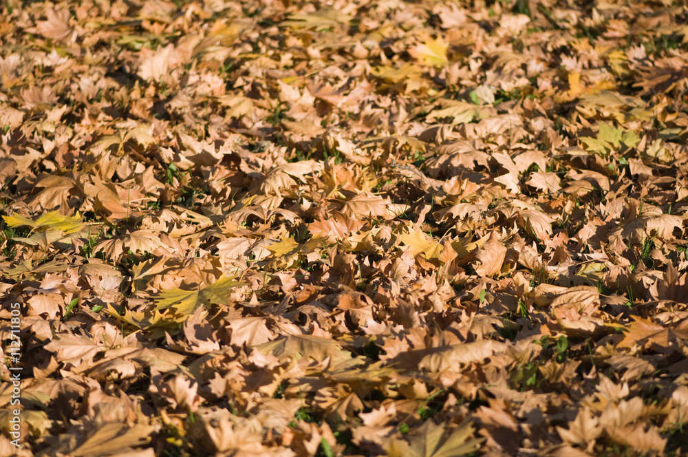 Fallen leaves background Fallen leaves background