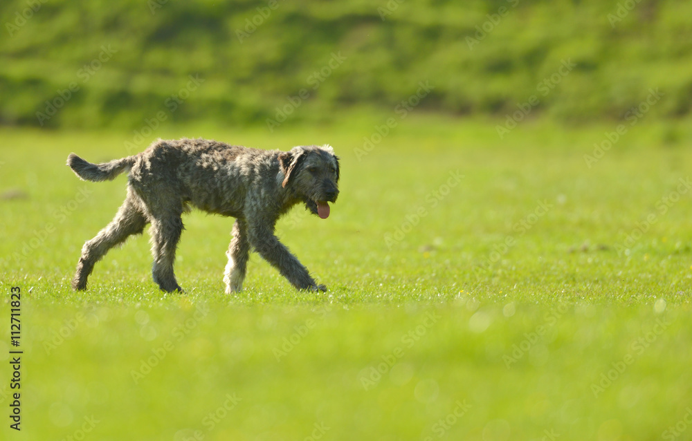 shepherd dog on meadow