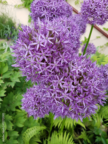 Zierlauch, Riesenlauch, Allium, Giganteum photo