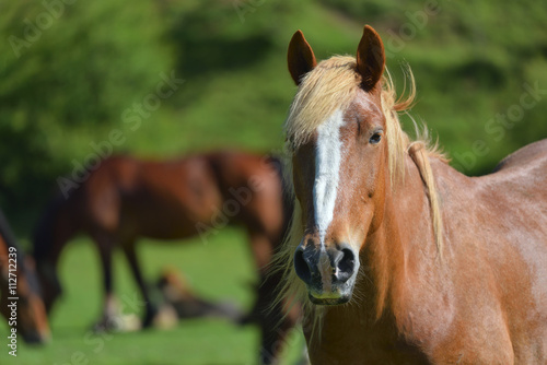 Fototapeta Naklejka Na Ścianę i Meble -  Wonderful close-up photo of light brown horse with another horse in the background