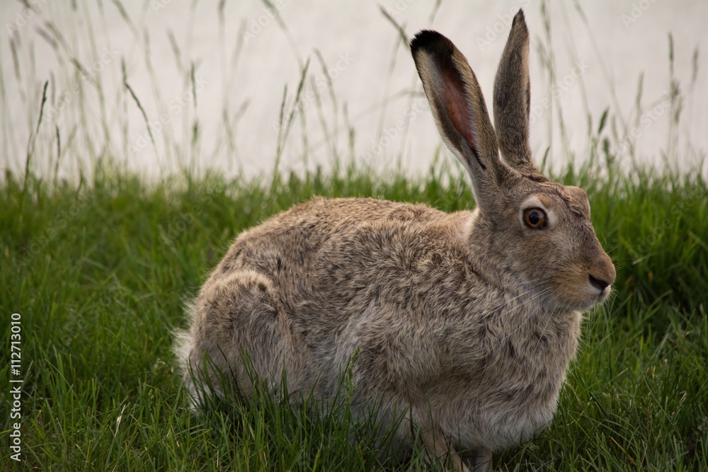 Snowshoe Hare Sitting In Green Grass Snowshoe Hare Sitting In Green Grass