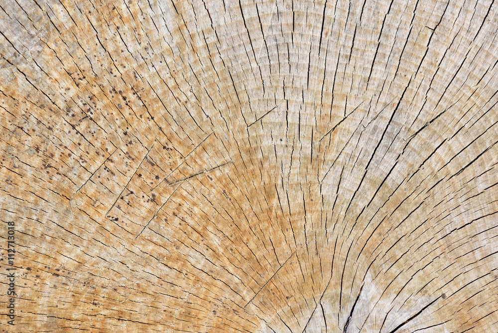 Fototapeta premium Abstract Background Texture Of Freshly Chainsaw Cut Wood