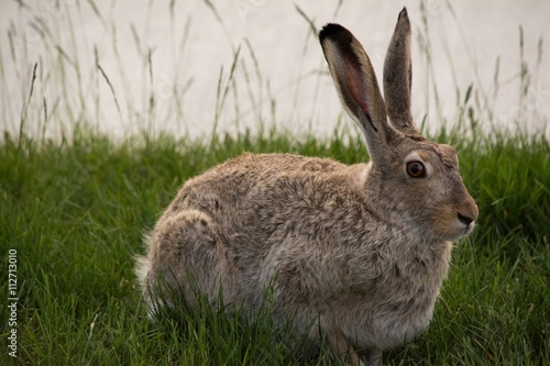 Snowshoe Hare Sitting In Green Grass