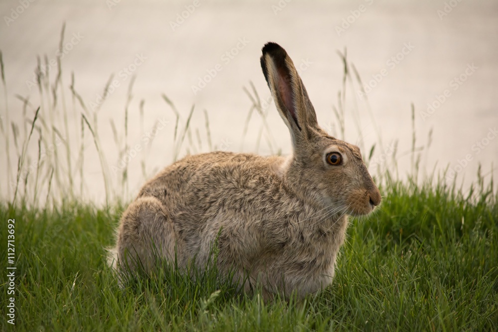 Snowshoe Hare Resting Snowshoe Hare Resting