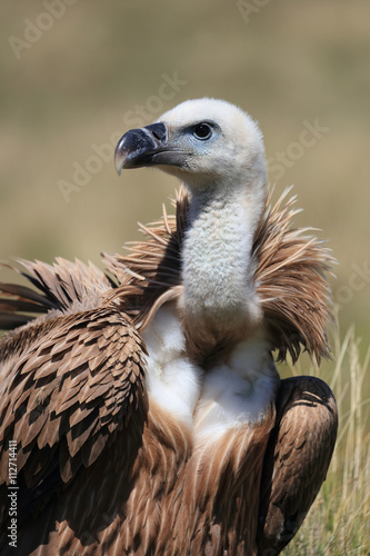  vautour fauve sauvage, photo