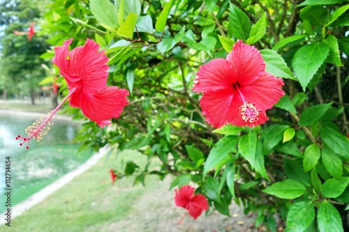 Wallpaper Mural red hibiscus flowers Torontodigital.ca