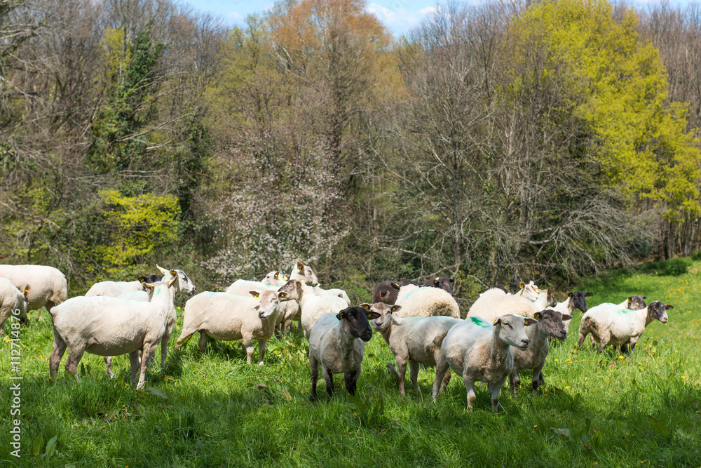 Obraz premium Shaved sheep