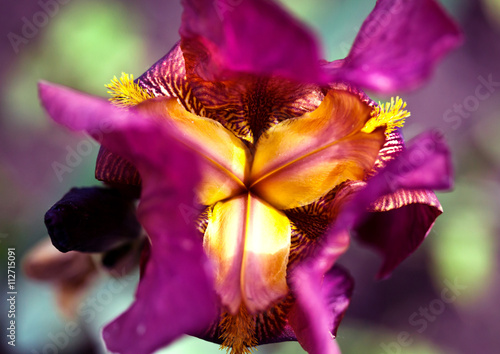 Fototapeta Naklejka Na Ścianę i Meble -  Beautiful purple iris