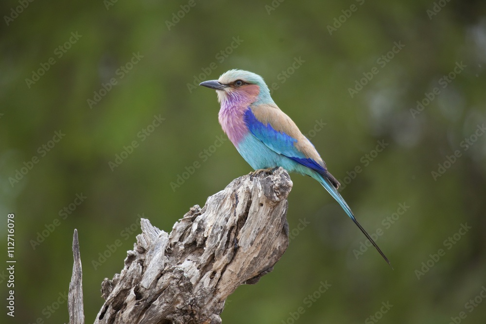 Fototapeta premium Lilac-breasted Roller, landscape orientation