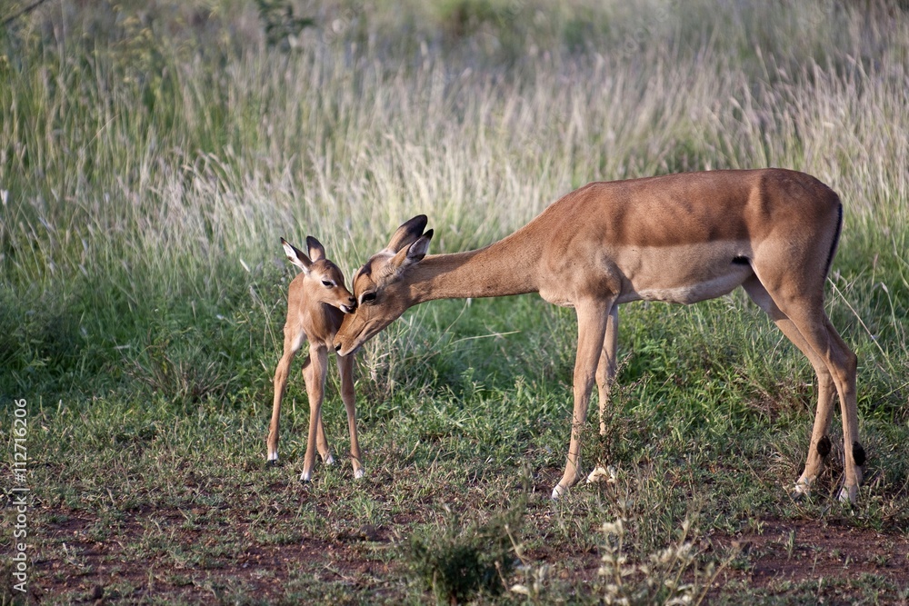 Fototapeta premium Impala ewe and young lamb