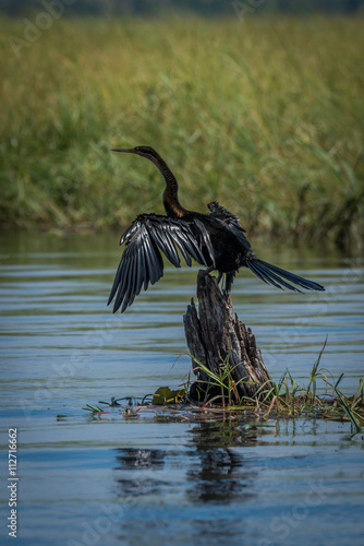 African darter spreading wings on tree stump photo