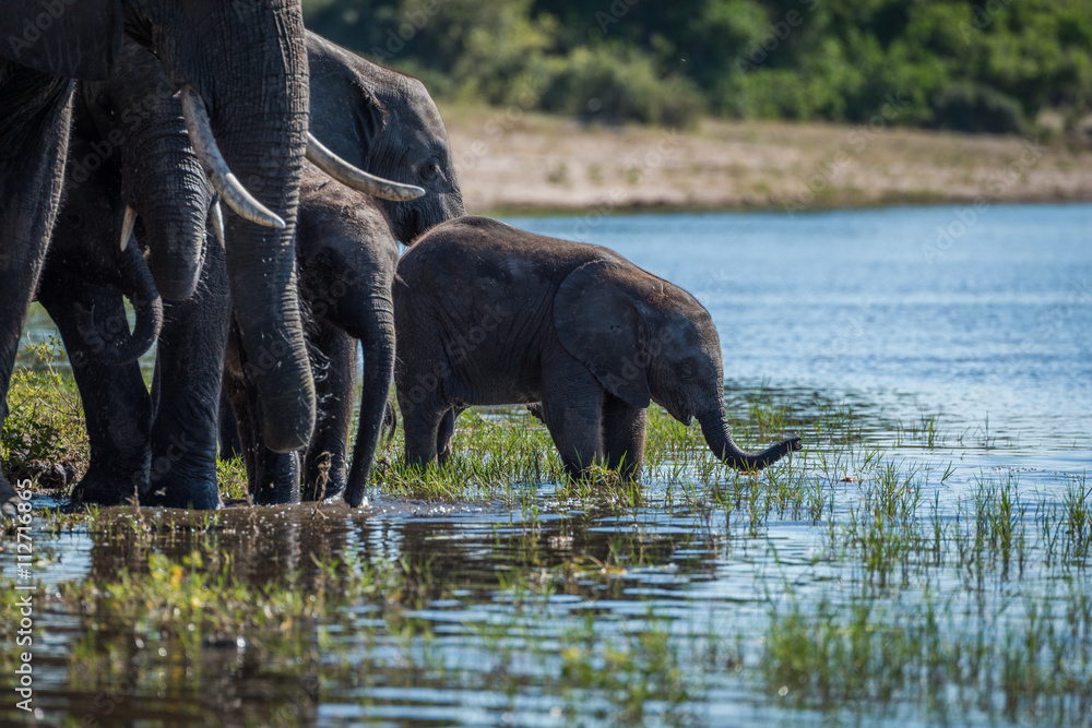 Fototapeta premium Baby elephant about to drink from river