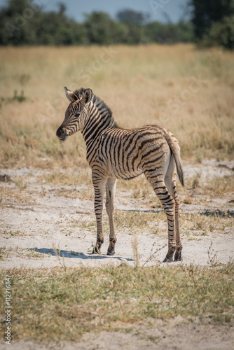 Baby Burchell s zebra standing looking at camera