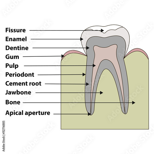 structure tooth