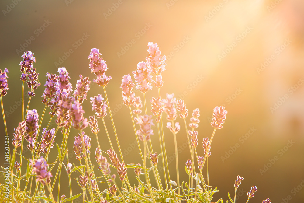Sunset over a violet. Sunset over a violet.
