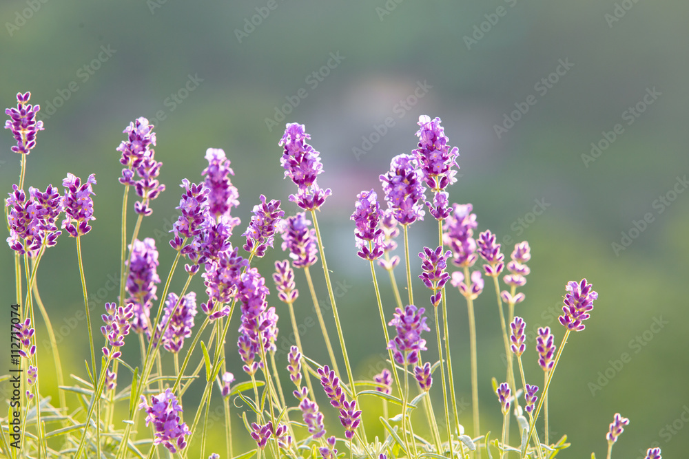 Obraz premium Lavandula flowers over grass.