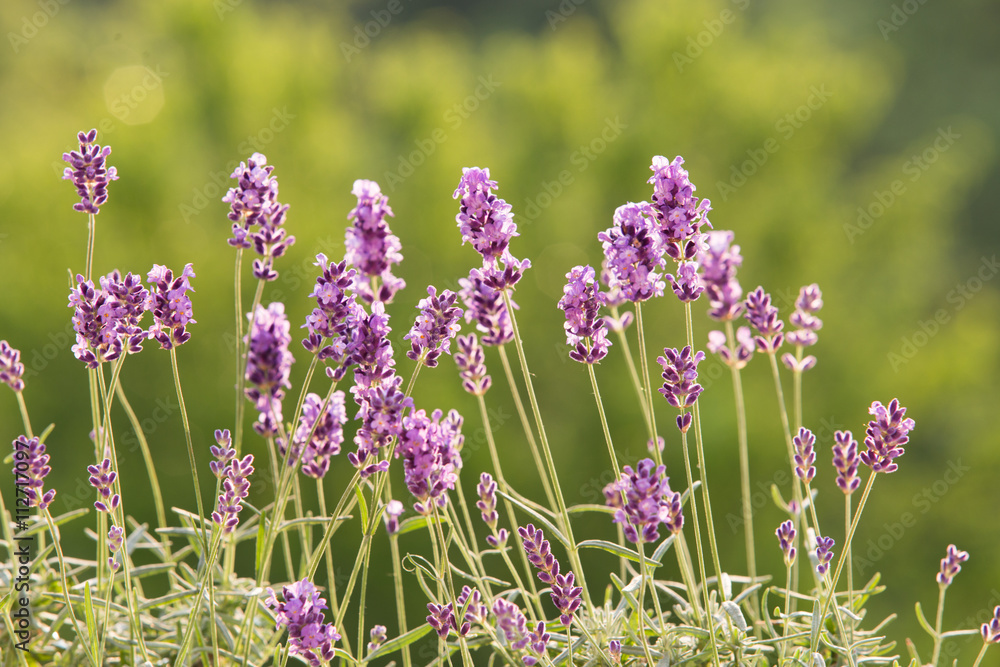 Obraz premium Lavandula flowers over grass.