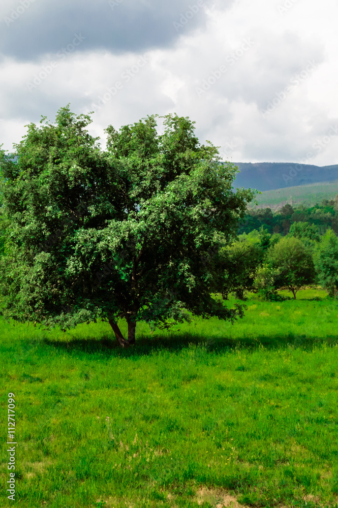 Obraz premium Árbol aislado con suelo de hierba