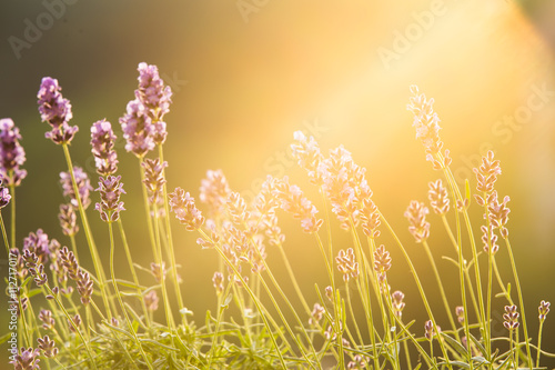 Sunset over a violet.