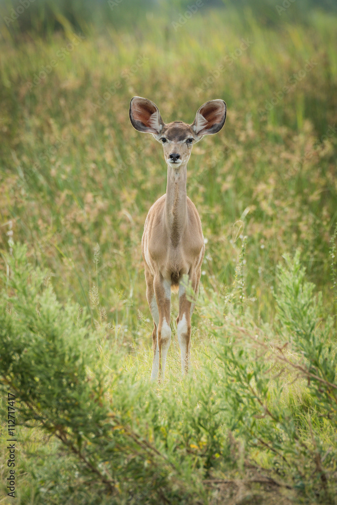 Baby greater kudu in grass facing camera Baby greater kudu in grass facing camera